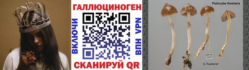 дарк нет как зайти  Калязин  Галлюциногенные грибы Magic Shrooms 